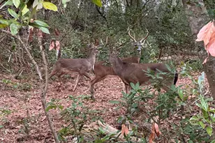 3116 Avondale Ct, Raleigh, NC 27613 - Photo 37