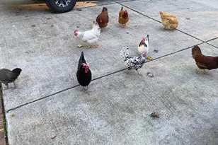 107 Larkwood Ln, Cary, NC 27518 - Photo 45