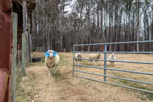 104 Buckeye Ln, Chapel Hill, NC 27516 - Photo 37