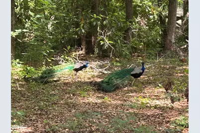 768 Bethesda Church Road, Fairmont, NC 28340 - Photo 67