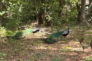 768 Bethesda Church Rd, Fairmont, NC 28340 - Photo 67