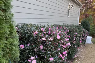 2808 Brighton Forest Dr, Apex, NC 27539 - Photo 49