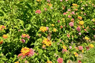 1510 Asbury Church Rd, Sanford, NC 27330 - Photo 31