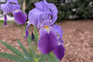 41 Maple Cir, Pittsboro, NC 27312 - Photo 59