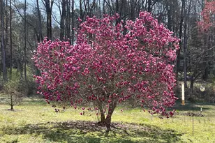 41 Maple Cir, Pittsboro, NC 27312 - Photo 5