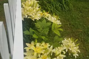 257 Lambe Rd, Snow Camp, NC 27349 - Photo 49