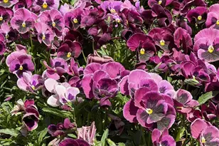 7117 N Ridge Dr, Raleigh, NC 27615 - Photo 55