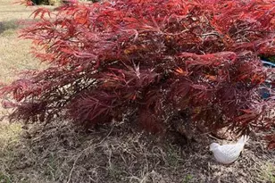 1208 Farm Leaf Dr, Durham, NC 27703 - Photo 49