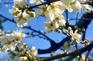 221 Whitfield St, Enfield, NC 27823 - Photo 47