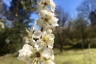 221 Whitfield St, Enfield, NC 27823 - Photo 49