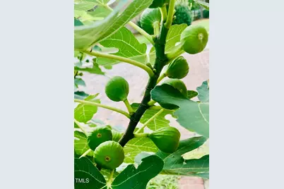 221 Whitfield Street, Enfield, NC 27823 - Photo 43