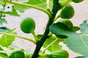 221 Whitfield St, Enfield, NC 27823 - Photo 43