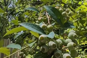 4514 Creeks Crossing, Efland, NC 27243 - Photo 41