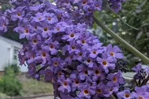 4514 Creeks Crossing, Efland, NC 27243 - Photo 45