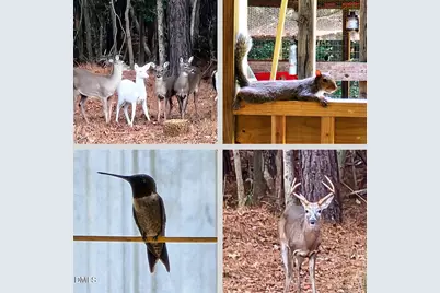 2465 Shoeheel Road, Selma, NC 27576 - Photo 35