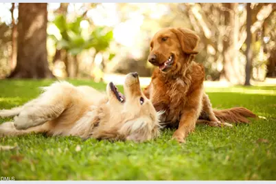 311 Jeter Grove Road, Apex, NC 27523 - Photo 23