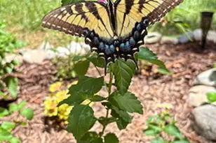 119 Arbuckle Ln, Cary, NC 27511 - Photo 23