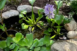 119 Arbuckle Ln, Cary, NC 27511 - Photo 23