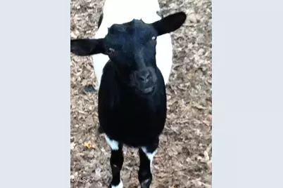 601 Stoneview, Pittsboro, NC 27312 - Photo 29