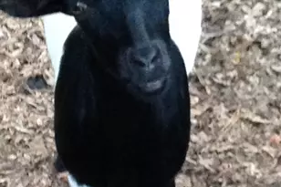 601 Stoneview, Pittsboro, NC 27312 - Photo 29