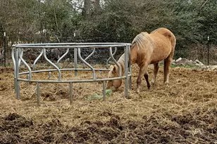 2621 Davistown Rd, Wendell, NC 27591 - Photo 5