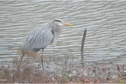 317 Charleston Drive, Clayton, NC 27527 - Photo 49