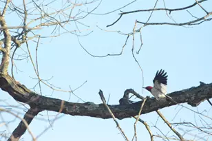 317 Charleston Dr, Clayton, NC 27527 - Photo 51