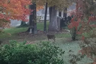 317 Charleston Dr, Clayton, NC 27527 - Photo 53