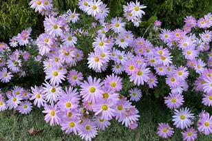 317 Charleston Dr, Clayton, NC 27527 - Photo 63