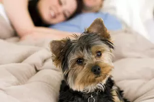 605 Hedrick Rdg Rd, Cary, NC 27519 - Photo 37