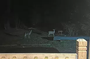 3117 Tryon Rd, Raleigh, NC 27603 - Photo 19