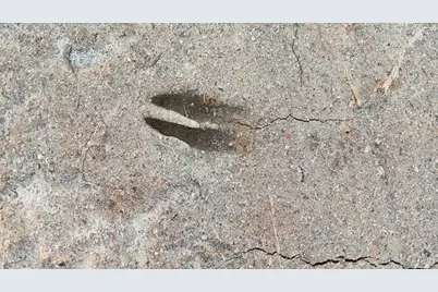 0 Cypress Creek Drive, Louisburg, NC 27549 - Photo 15