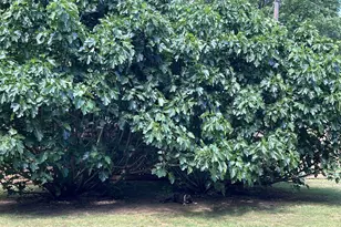 1517 US 70A, Hillsborough, NC 27278 - Photo 43