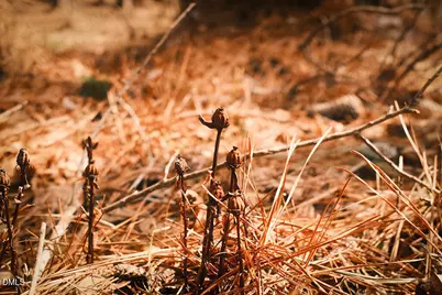 000 Ferguson Road, Chapel Hill, NC 27516 - Photo 13