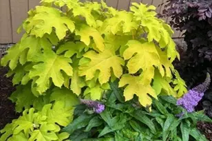 717 Tanglebrook Way, Raleigh, NC 27615 - Photo 29