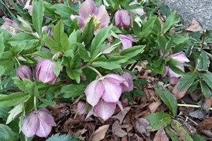 3080 Colony Rd, Durham, NC 27705 - Photo 55