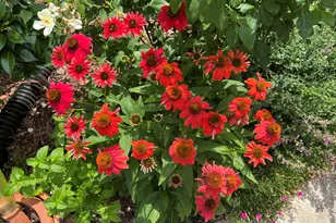 113 Rosedale Creek Dr, Durham, NC 27703 - Photo 55