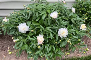 2103 Woodsdale Dr, Durham, NC 27703 - Photo 43