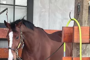 228 Sicily Drive, Clayton, NC 27527 - Photo 27