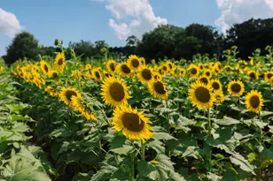 320 S Tarboro St, Raleigh, NC 27610 - Photo 41