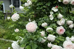 3645 Old Fairground Rd, Angier, NC 27501 - Photo 43