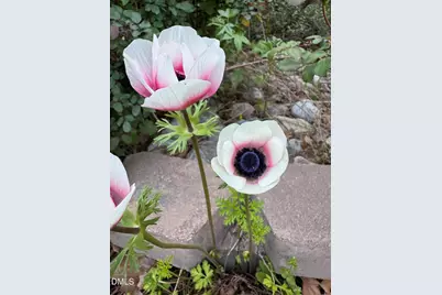 3645 Old Fairground Road, Angier, NC 27501 - Photo 49