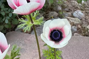 3645 Old Fairground Rd, Angier, NC 27501 - Photo 49