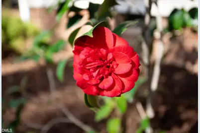 4122 Westfield Drive, Durham, NC 27705 - Photo 53