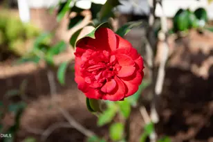 4122 Westfield Dr, Durham, NC 27705 - Photo 53