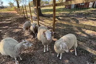 4313-4315 Mitchell Mill Rd, Wake Forest, NC 27587 - Photo 39