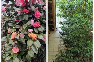 325 N Asheboro St, Liberty, NC 27298 - Photo 7