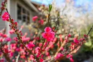 120 Little Doe Ln, Mebane, NC 27302 - Photo 69