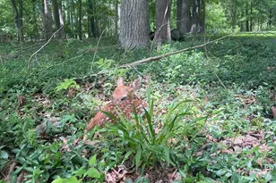 4316 Erwin Rd, Durham, NC 27705 - Photo 47