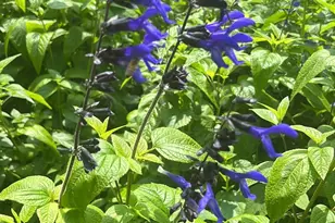 4316 Erwin Rd, Durham, NC 27705 - Photo 83